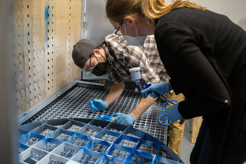 Pappelholz wird blau eingefärbt